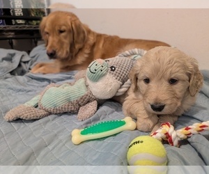 Goldendoodle Dog Breeder near ASHFORD, WA, USA