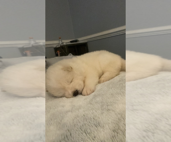 Medium Photo #67  Breeder Profile in MCDONOUGH, GA, USA