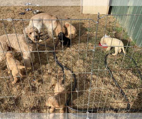 Medium Photo #1  Breeder Profile in FYFFE, AL, USA