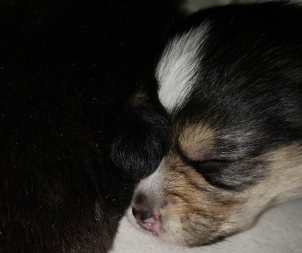 Medium Photo #1  Breeder Profile in MEADOW LAKE, AK, USA