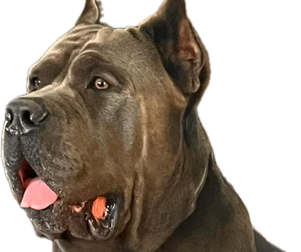 Medium Photo #27  Breeder Profile in DAYTON, TX, USA