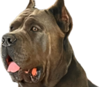 Small #26 Breeder Profile image