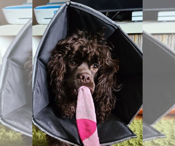 Medium Photo #39  Breeder Profile in Aylmer, Ontario, Canada