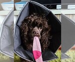 Small #38 Breeder Profile image