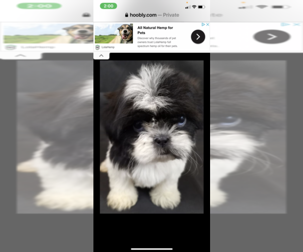 Medium Photo #1  Breeder Profile in WESTLAND, MI, USA