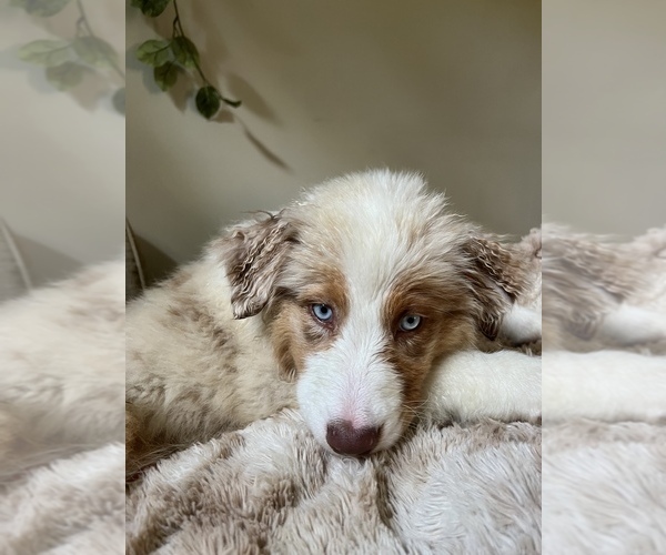 Medium Photo #33  Breeder Profile in GOSHEN, KY, USA