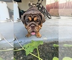 Small breeder photo