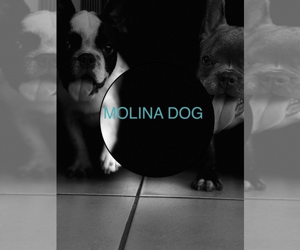 Medium Photo #1  Breeder Profile in MIAMI, FL, USA