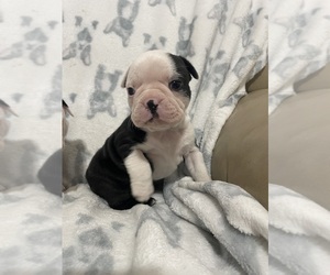 Boston Terrier Dog Breeder near CHARLOTTESVILLE, VA, USA