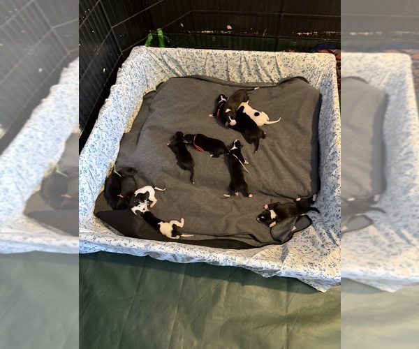 Medium Photo #2  Breeder Profile in MESA, AZ, USA