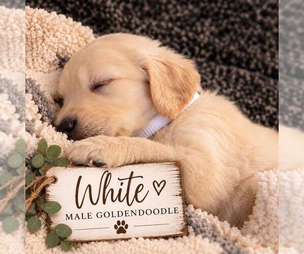 Medium Photo #32  Breeder Profile in MIDDLETOWN, OH, USA