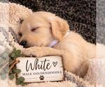 Small #31 Breeder Profile image