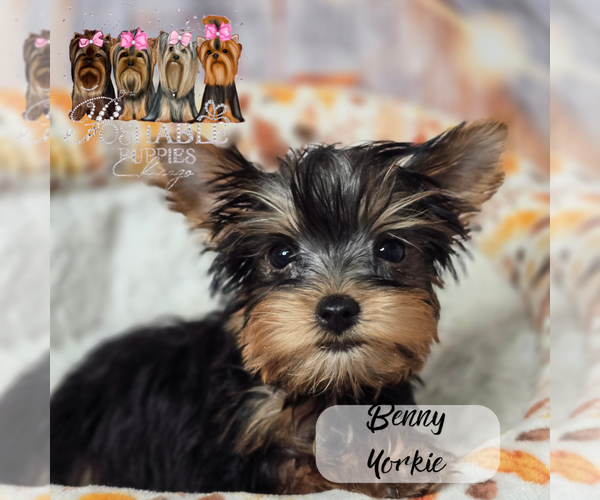 Medium Photo #7  Breeder Profile in ELMHURST, IL, USA