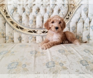 Goldendoodle Dog Breeder near FISHERS, IN, USA