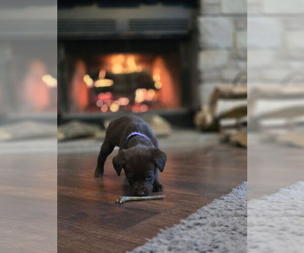 Medium Photo #20  Breeder Profile in FLORA, IL, USA