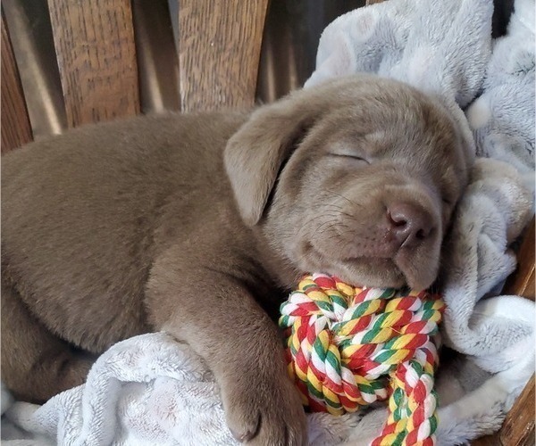 Medium Photo #15  Breeder Profile in FLAGLER, CO, USA