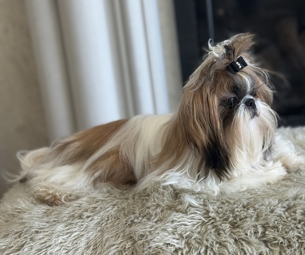 Medium Photo #4  Breeder Profile in MERRITT ISLAND, FL, USA