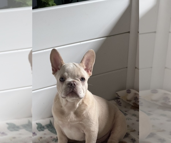 Medium Photo #4  Breeder Profile in OZARK, AL, USA