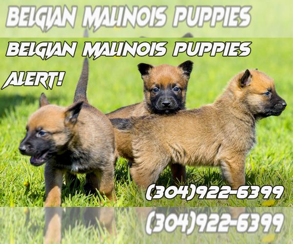 Medium Photo #1  Breeder Profile in S CHARLESTON, WV, USA