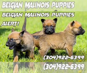 Belgian Malinois Dog Breeder near S CHARLESTON, WV, USA