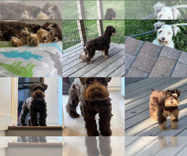Medium Photo #1  Breeder Profile in LAKE PANORAMA, IA, USA