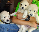 Small #10 Breeder Profile image