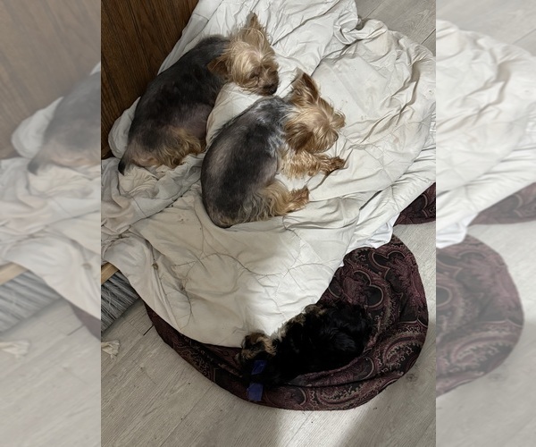 Medium Photo #4  Breeder Profile in DENHAM SPRINGS, LA, USA