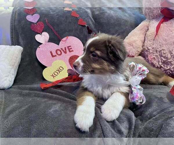 Medium Photo #17  Breeder Profile in HARRISON, OH, USA