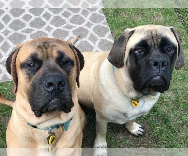 Medium Photo #1  Breeder Profile in MIDDLETOWN, NY, USA