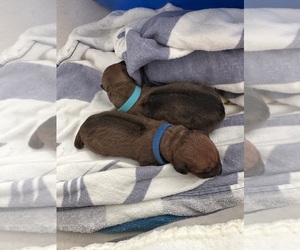Rhodesian Ridgeback Dog Breeder near DAYTONA BEACH, FL, USA