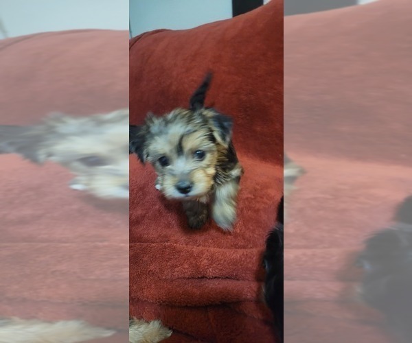 Medium Photo #294  Breeder Profile in AKRON, OH, USA