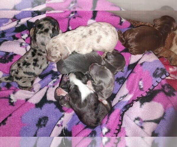 Medium Photo #1  Breeder Profile in HASTINGS, NE, USA