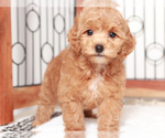 Small #2 Breeder Profile image