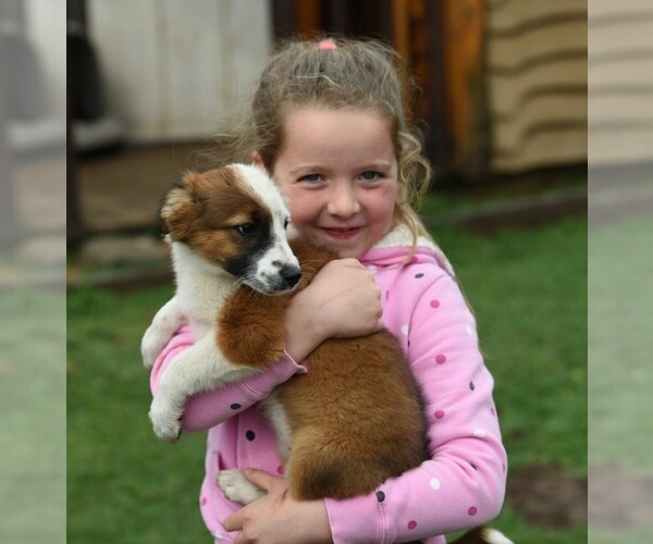 Medium Photo #47  Breeder Profile in PARIS, MI, USA