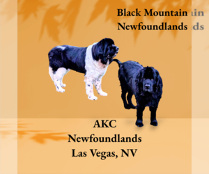 Newfoundland Dog Breeder near LAS VEGAS, NV, USA