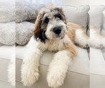 Small #8 Breeder Profile image