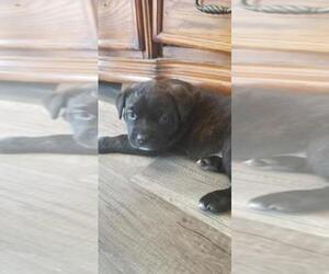 Main photo of Cane Corso Dog Breeder near EVANSVILLE, IN, USA