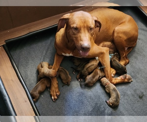 Medium Photo #3  Breeder Profile in YOUNGWOOD, PA, USA