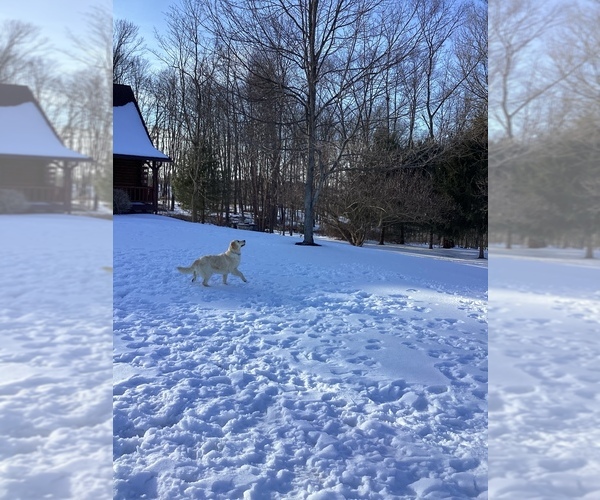 Medium Photo #1  Breeder Profile in HOLMESVILLE, OH, USA