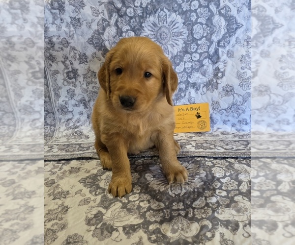 Medium Photo #3  Breeder Profile in GLENDALE, AZ, USA