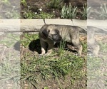 Small #11 Breeder Profile image