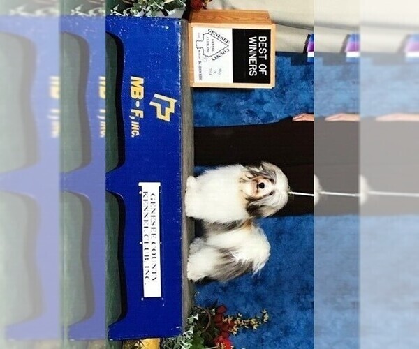 Medium Photo #1  Breeder Profile in MBORO, TN, USA