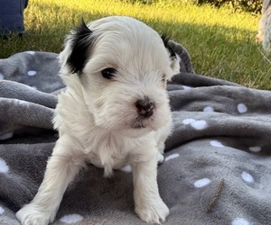 Mal-Shi Dog Breeder near FARMINGTON, MN, USA