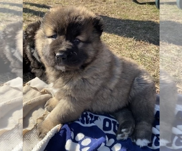 Medium Photo #13  Breeder Profile in TWINING, MI, USA