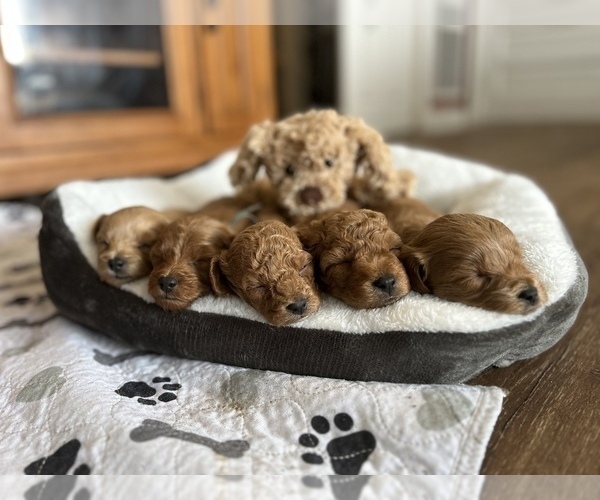 Medium Photo #1  Breeder Profile in BRADENTON, FL, USA