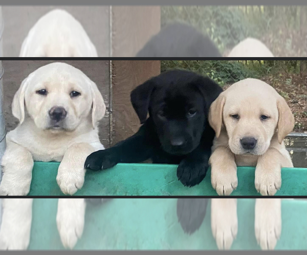 Medium Photo #1  Breeder Profile in COBBTOWN, GA, USA
