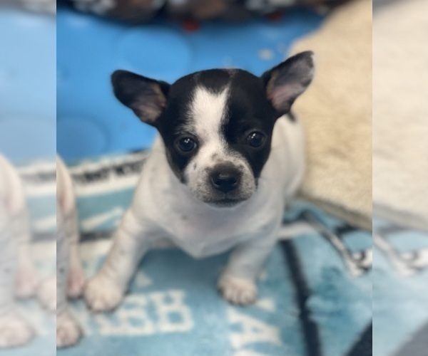 Medium Photo #27  Breeder Profile in WHITAKERS, NC, USA