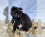 Small #135 Breeder Profile image