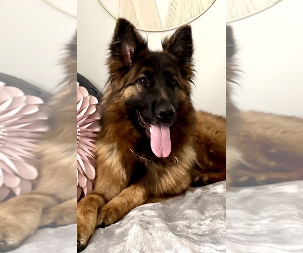 Medium Photo #13  Breeder Profile in COVINGTON, LA, USA