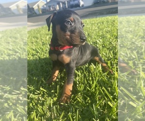Miniature Pinscher Dog Breeder near UPLAND, CA, USA